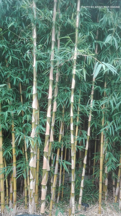 Chusquea gigantea Cold Hardy Clumping Bamboo