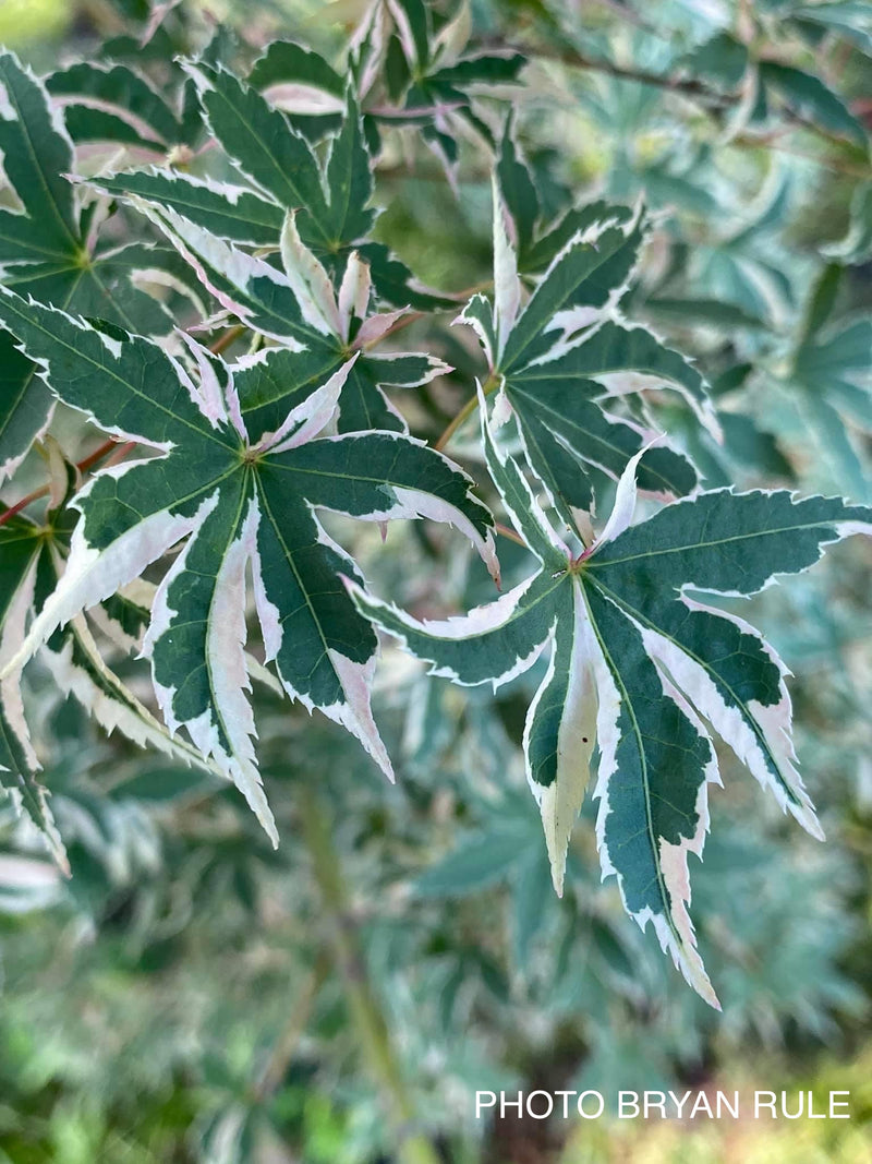 - Acer palmatum 'Beni shichihenge' Pink Variegated Japanese Maple - Mr Maple │ Buy Japanese Maple Trees