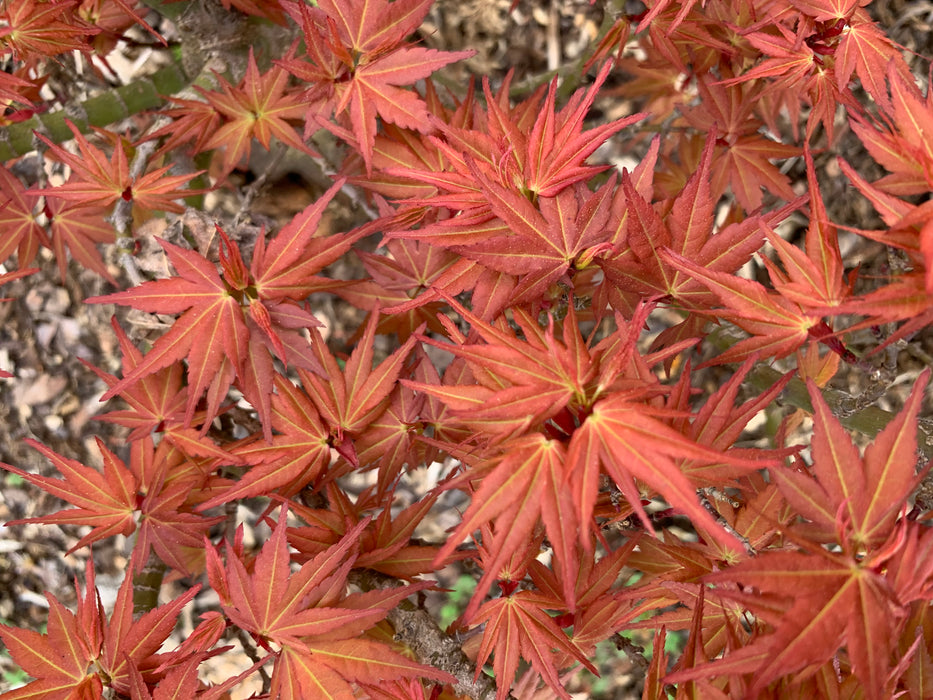 Acer palmatum 'Bazinga' Japanese Maple