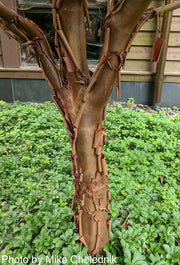 - Acer griseum - Paperbark Maple - Mr Maple │ Buy Japanese Maple Trees