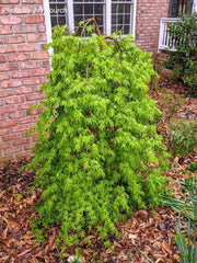 - Acer palmatum 'Ryusen' Japanese Maple - Mr Maple │ Buy Japanese Maple Trees