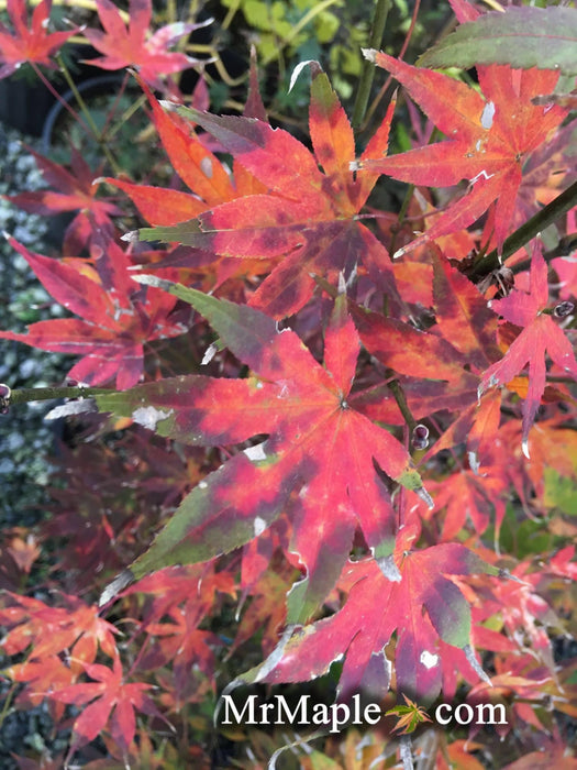 Acer palmatum 'Tsukabane' Japanese Maple