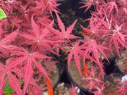- Acer palmatum 'Celebration' Japanese Maple - Mr Maple │ Buy Japanese Maple Trees