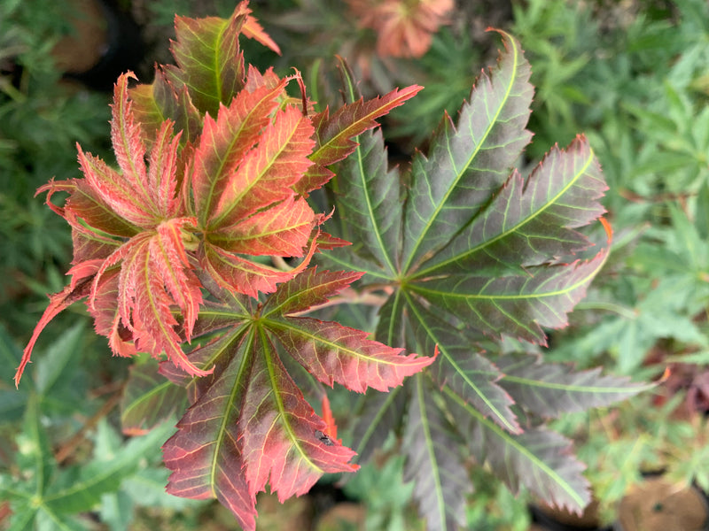 - Acer shirasawanum 'Bronze Age' Bronze Full Moon Japanese Maple - Mr Maple │ Buy Japanese Maple Trees