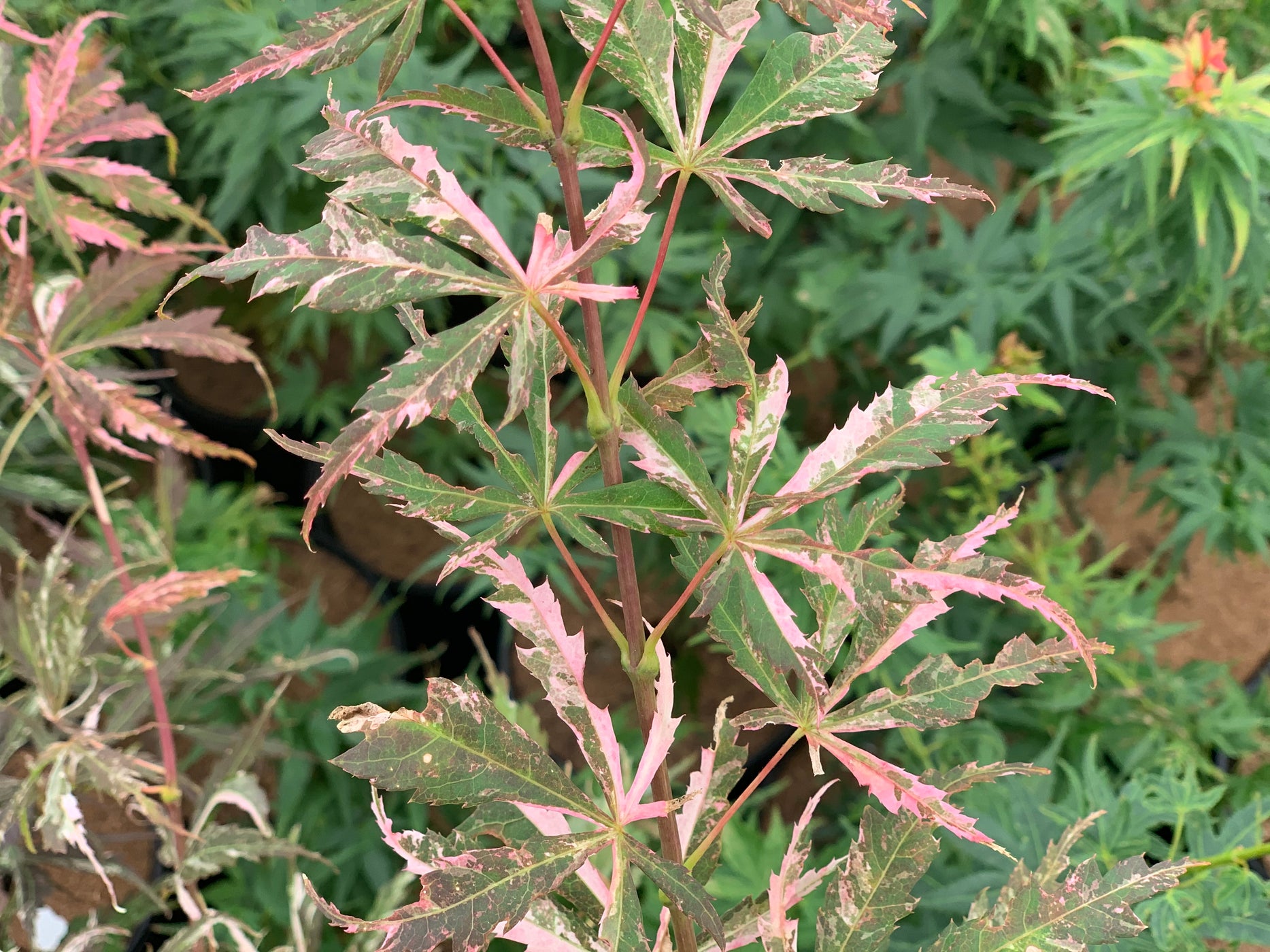 Buy Acer palmatum 'Lileeanne's Jewel' Japanese Maple — Mr Maple │ Buy ...