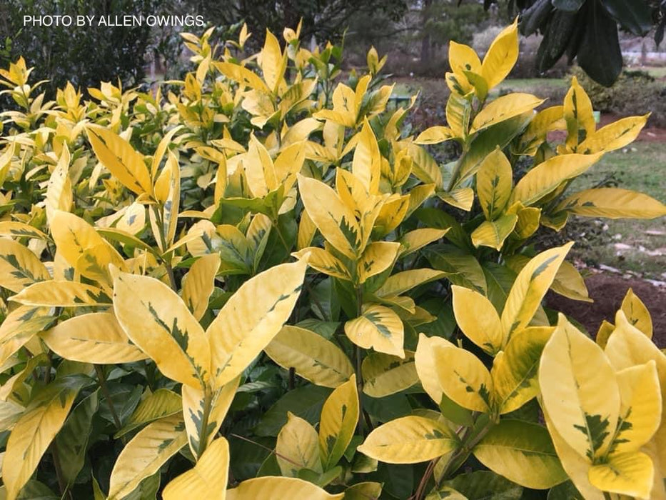 Gardenia jasminoides 'Ogon no hana' Gold Doubloon Jasmine