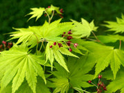 - Acer shirasawanum 'Jordan' Golden Full Moon Japanese Maple - Mr Maple │ Buy Japanese Maple Trees