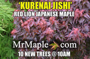 - Acer palmatum 'Kurenai jishi' Red Lion Japanese Maple - Mr Maple │ Buy Japanese Maple Trees