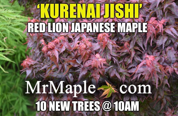 - Acer palmatum 'Kurenai jishi' Red Lion Japanese Maple - Mr Maple │ Buy Japanese Maple Trees