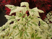 - Acer campestre 'Carnival' White Variegated Maple - Mr Maple │ Buy Japanese Maple Trees