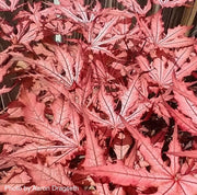 - Acer palmatum 'Celebration' Japanese Maple - Mr Maple │ Buy Japanese Maple Trees