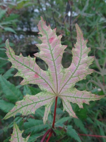 - Acer palmatum 'Strawberry Spring' Reticulated Japanese Maple - Mr Maple │ Buy Japanese Maple Trees