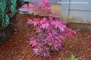 - Acer palmatum 'Lileeanne's Jewel' Japanese Maple - Mr Maple │ Buy Japanese Maple Trees