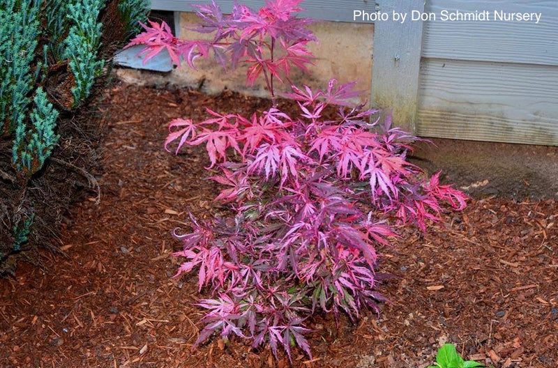 - Acer palmatum 'Lileeanne's Jewel' Japanese Maple - Mr Maple │ Buy Japanese Maple Trees