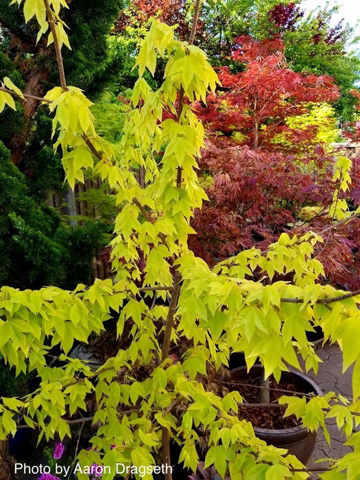 Acer buergerianum 'Michael Steinhardt' Golden Trident Maple