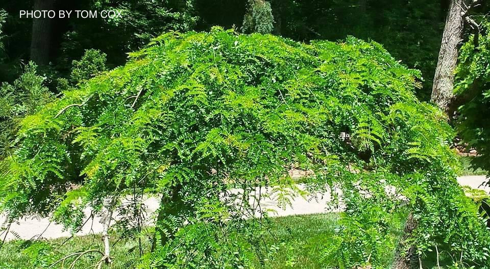 Gleditsia triacanthos 'Emerald Cascade' Weeping Honey Locust