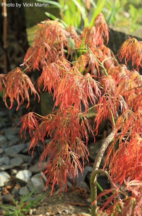 Acer palmatum 'Bronzewing’ Laceleaf Japanese Maple