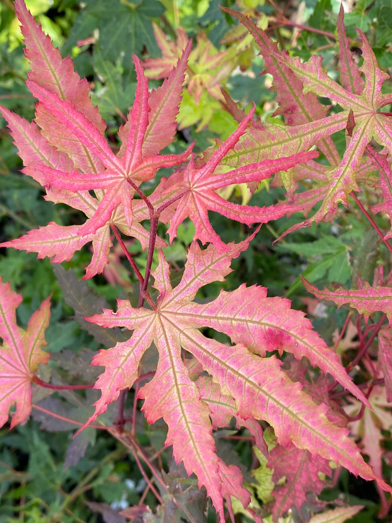 - Acer palmatum 'Strawberry Spring' Reticulated Japanese Maple - Mr Maple │ Buy Japanese Maple Trees