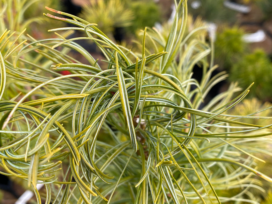 Pinus strobus 'Torulosa' Curly White Pine