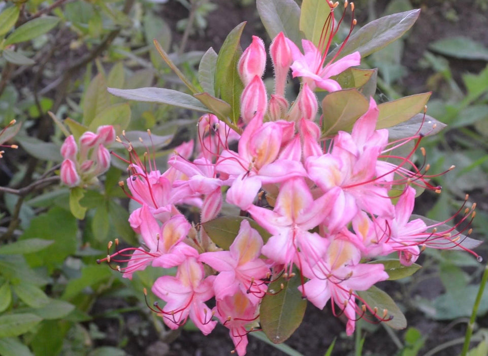Azalea 'Pink And Sweet’ Pink Flowers Deciduous Azalea