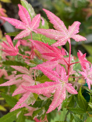 - Acer palmatum 'Ilarian' Japanese Maple - Mr Maple │ Buy Japanese Maple Trees