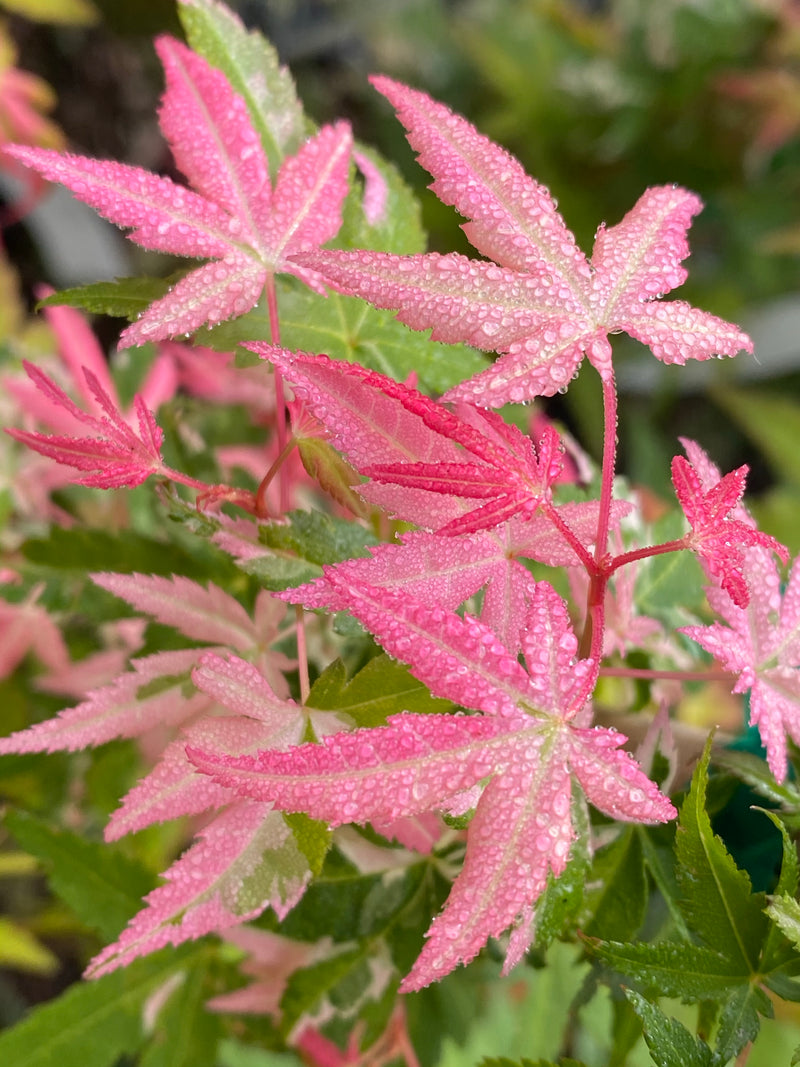 - Acer palmatum 'Ilarian' Japanese Maple - Mr Maple │ Buy Japanese Maple Trees