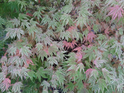 - Acer palmatum 'Ikandi' Japanese Maple - Mr Maple │ Buy Japanese Maple Trees