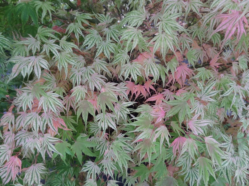 - Acer palmatum 'Ikandi' Japanese Maple - Mr Maple │ Buy Japanese Maple Trees