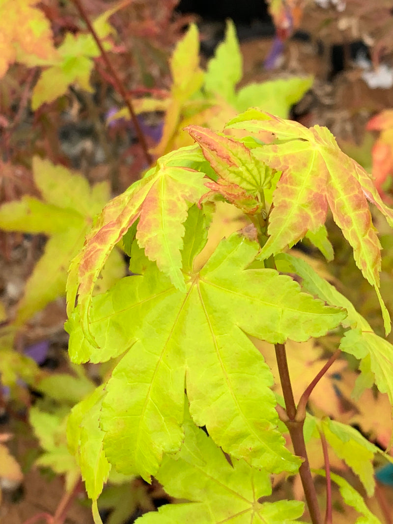 - Acer palmatum 'Summer Gold' Japanese Maple - Mr Maple │ Buy Japanese Maple Trees