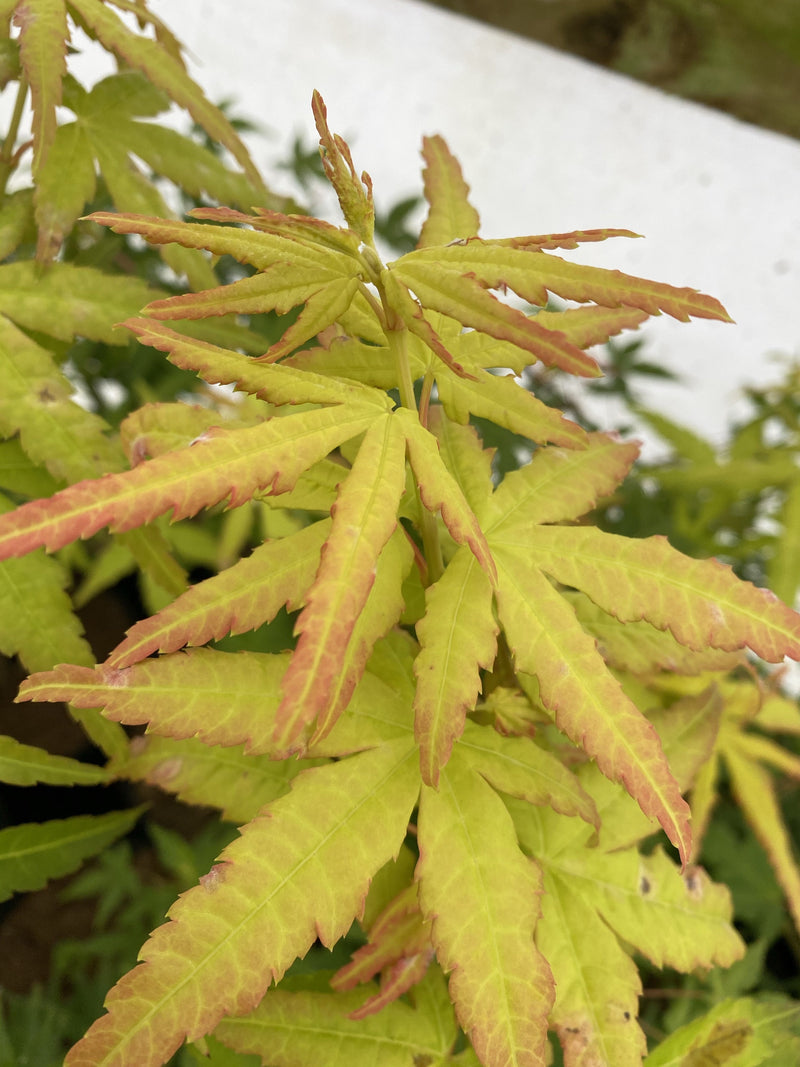 - Acer palmatum 'Golden Falls' Weeping Golden Japanese Maple - Mr Maple │ Buy Japanese Maple Trees
