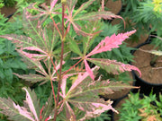 - FOR PICKUP ONLY | Acer palmatum 'Lileeanne's Jewel' Japanese Maple | DOES NOT SHIP - Mr Maple │ Buy Japanese Maple Trees