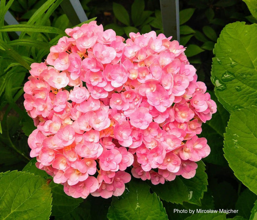 Hydrangea macrophylla ‘Love’ Double Bloom Hydrangea