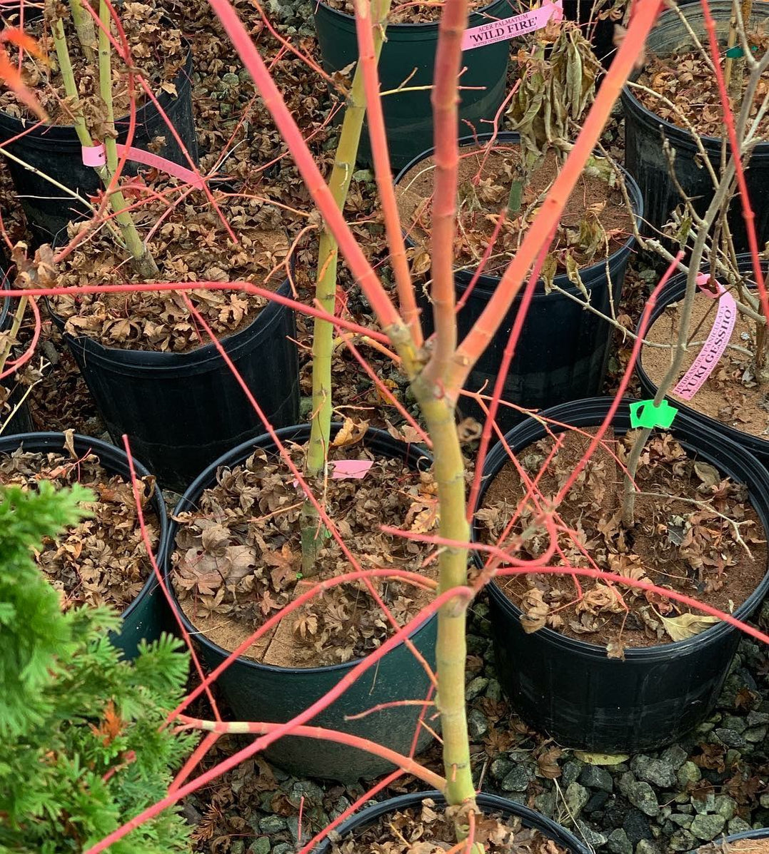 Buy Acer palmatum 'Wildfire' Coral bark Winter Interest Japanese Maple ...