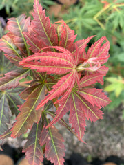 - Acer shirasawanum 'Bronze Age' Bronze Full Moon Japanese Maple - Mr Maple │ Buy Japanese Maple Trees