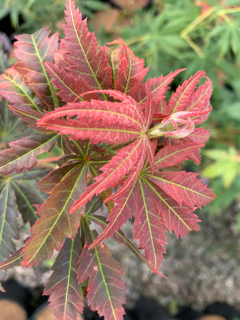 - Acer shirasawanum 'Bronze Age' Bronze Full Moon Japanese Maple - Mr Maple │ Buy Japanese Maple Trees