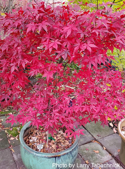 Acer palmatum 'Englishtown' Dwarf Red Japanese Maple