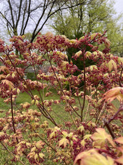 - Acer palmatum 'Osakazuki' Japanese Maple - Mr Maple │ Buy Japanese Maple Trees