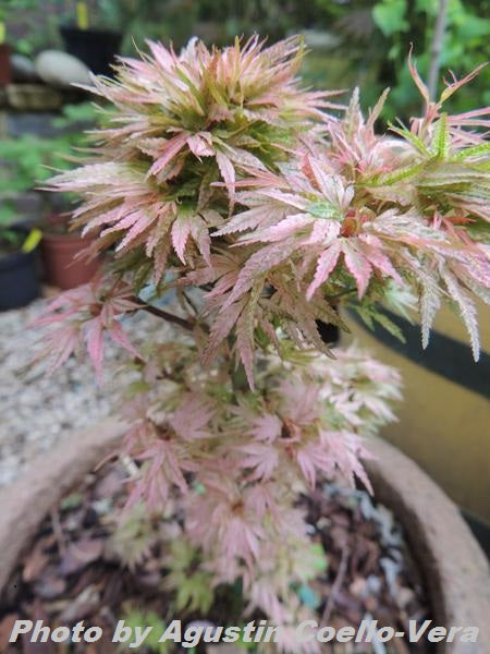 Acer palmatum 'Shin hikasa' Dwarf Variegated Japanese Maple