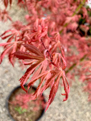 - Acer palmatum 'Lileeanne's Jewel' Japanese Maple - Mr Maple │ Buy Japanese Maple Trees