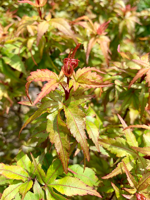 Acer palmatum 'Taro yama' Dwarf Japanese Maple