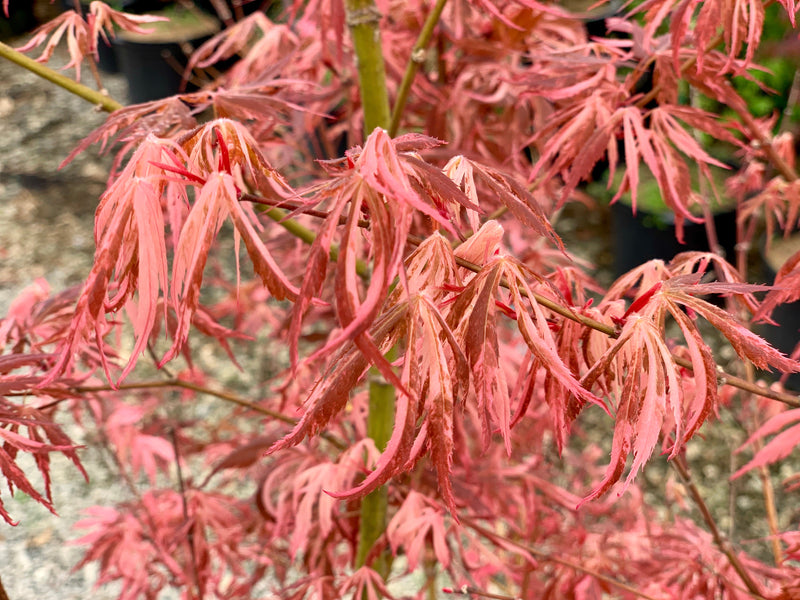 - FOR PICKUP ONLY | Acer palmatum 'Lileeanne's Jewel' Japanese Maple | DOES NOT SHIP - Mr Maple │ Buy Japanese Maple Trees