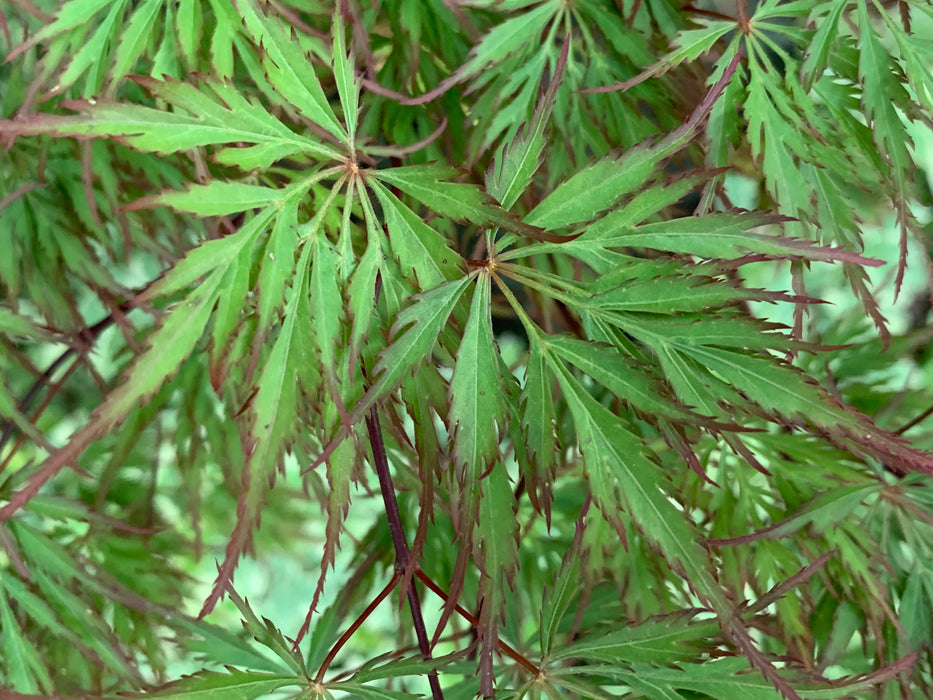 Acer palmatum 'Marielle' Japanese Maple