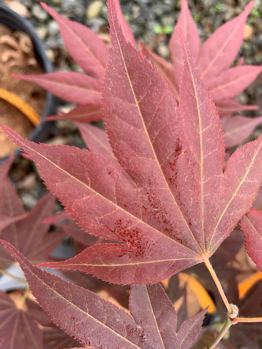 Acer palmatum 'Umegae' Japanese Maple