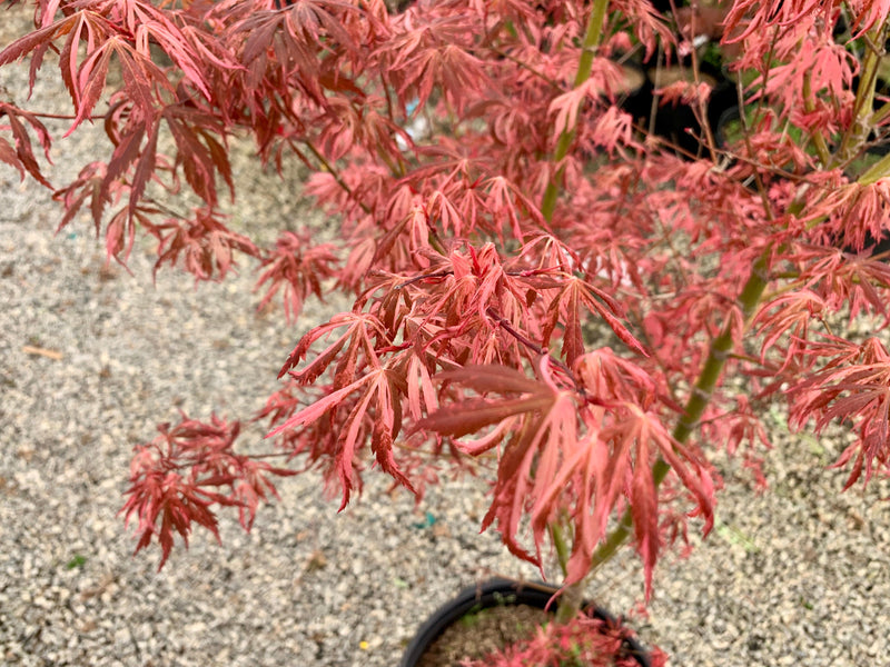 - FOR PICKUP ONLY | Acer palmatum 'Lileeanne's Jewel' Japanese Maple | DOES NOT SHIP - Mr Maple │ Buy Japanese Maple Trees