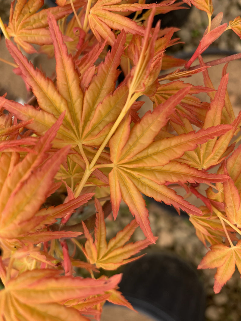 - Acer palmatum 'Golden Falls' Weeping Golden Japanese Maple - Mr Maple │ Buy Japanese Maple Trees