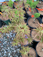 - Acer palmatum 'Koi' Dwarf Japanese Maple - Mr Maple │ Buy Japanese Maple Trees