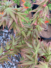 - Acer palmatum 'Koi' Dwarf Japanese Maple - Mr Maple │ Buy Japanese Maple Trees