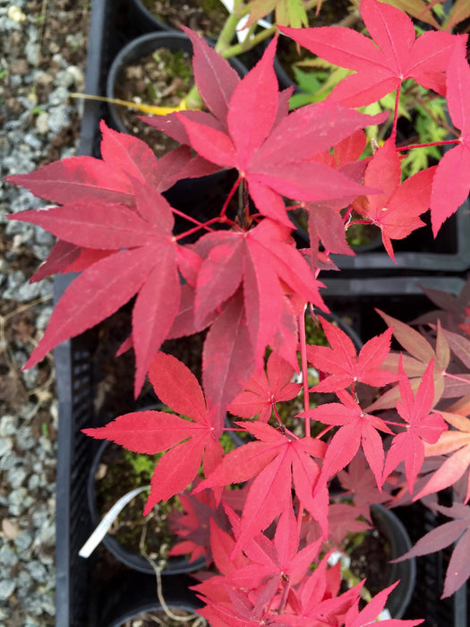 Acer palmatum 'Fujinami nishiki' Japanese Maple