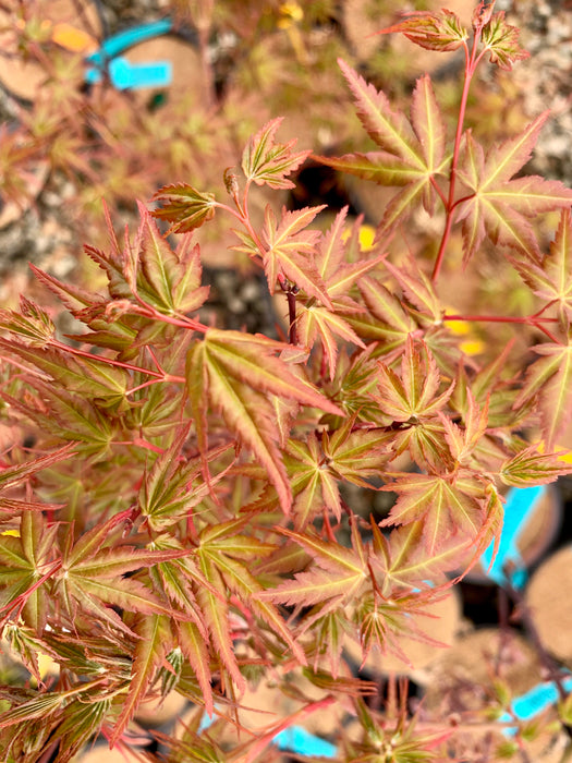 Acer palmatum 'Green Goblin' Dwarf Japanese Maple