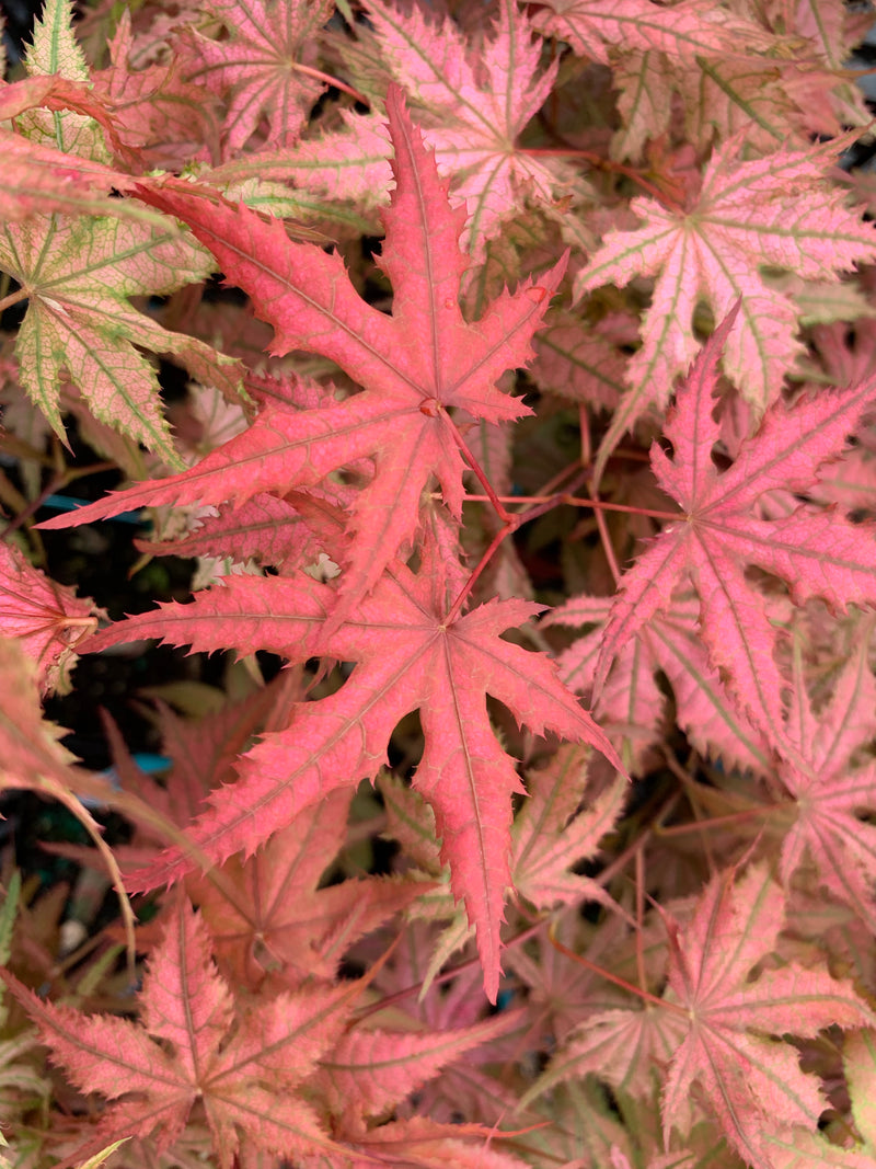 - Acer palmatum 'Celebration' Japanese Maple - Mr Maple │ Buy Japanese Maple Trees